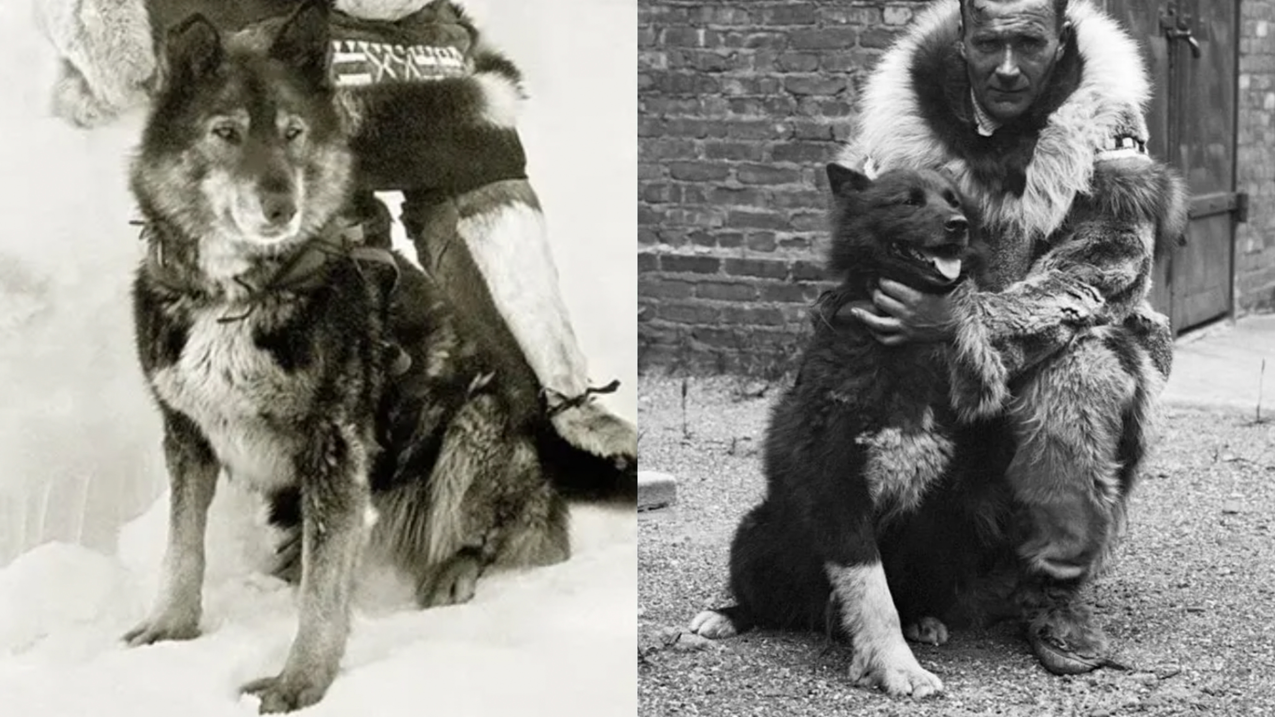 Togo y Balto, los husky siberiano que hicieron historia en 1925 y salvaron  a muchos niños