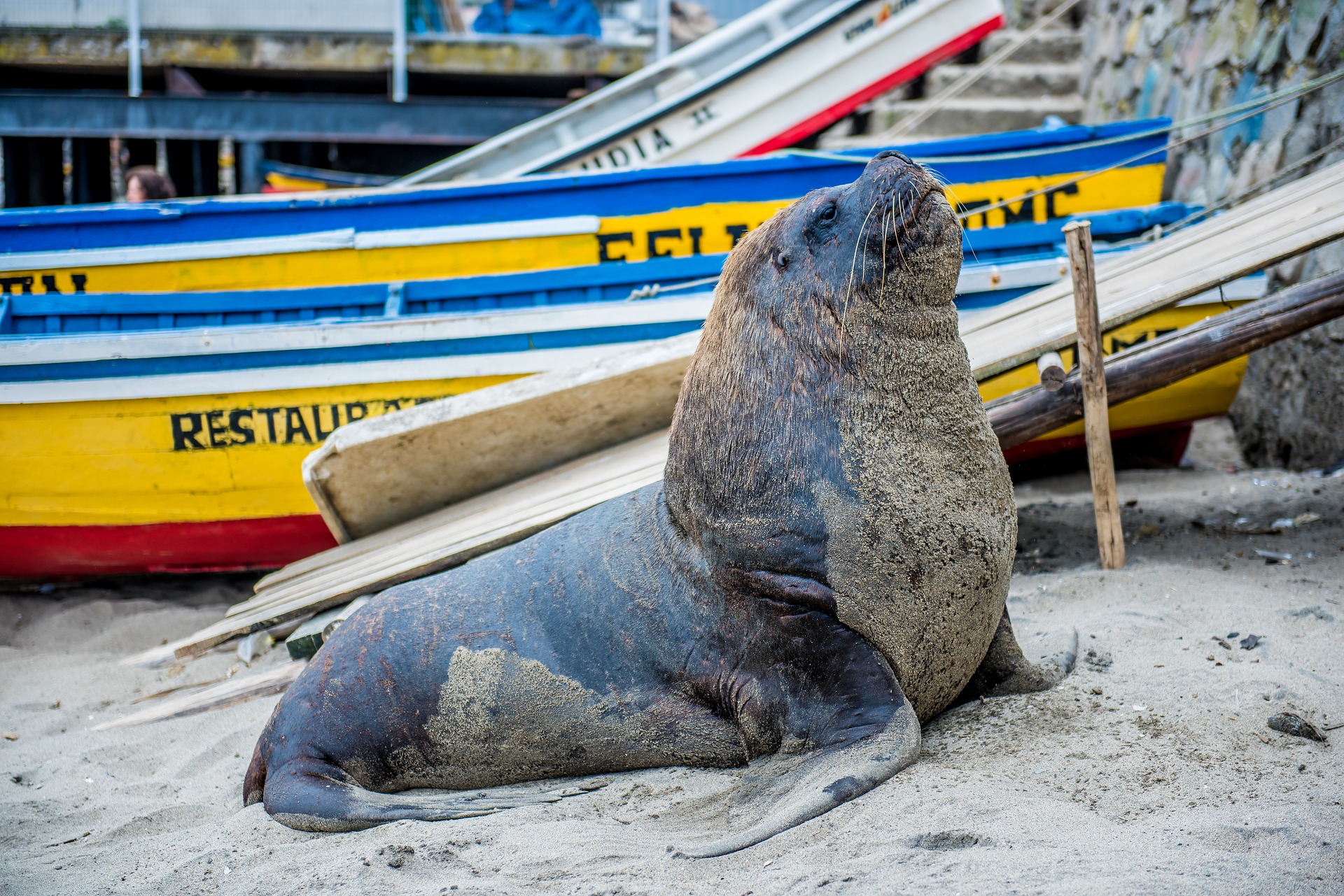 Muerte de lobos marinos aumenta por cambio climático, según expertos