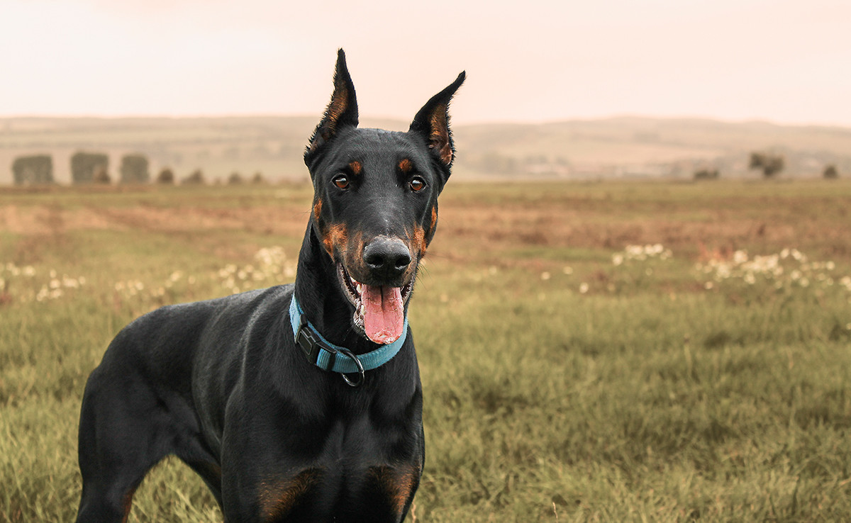 pueden los doberman quedarse afuera