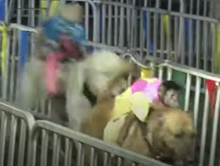 La venganza de unos monos acaba con 250 cachorros de perro
