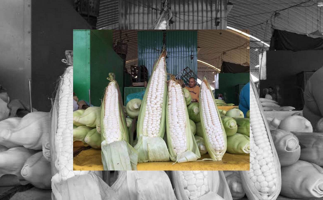 Continúa la romería del elote cacahuazintle en la Central de Abasto