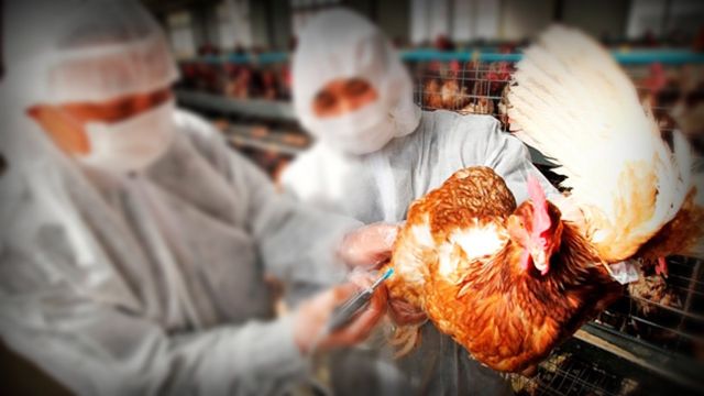 Detectan variante de la gripe H5N1 en una granja en Nuevo León