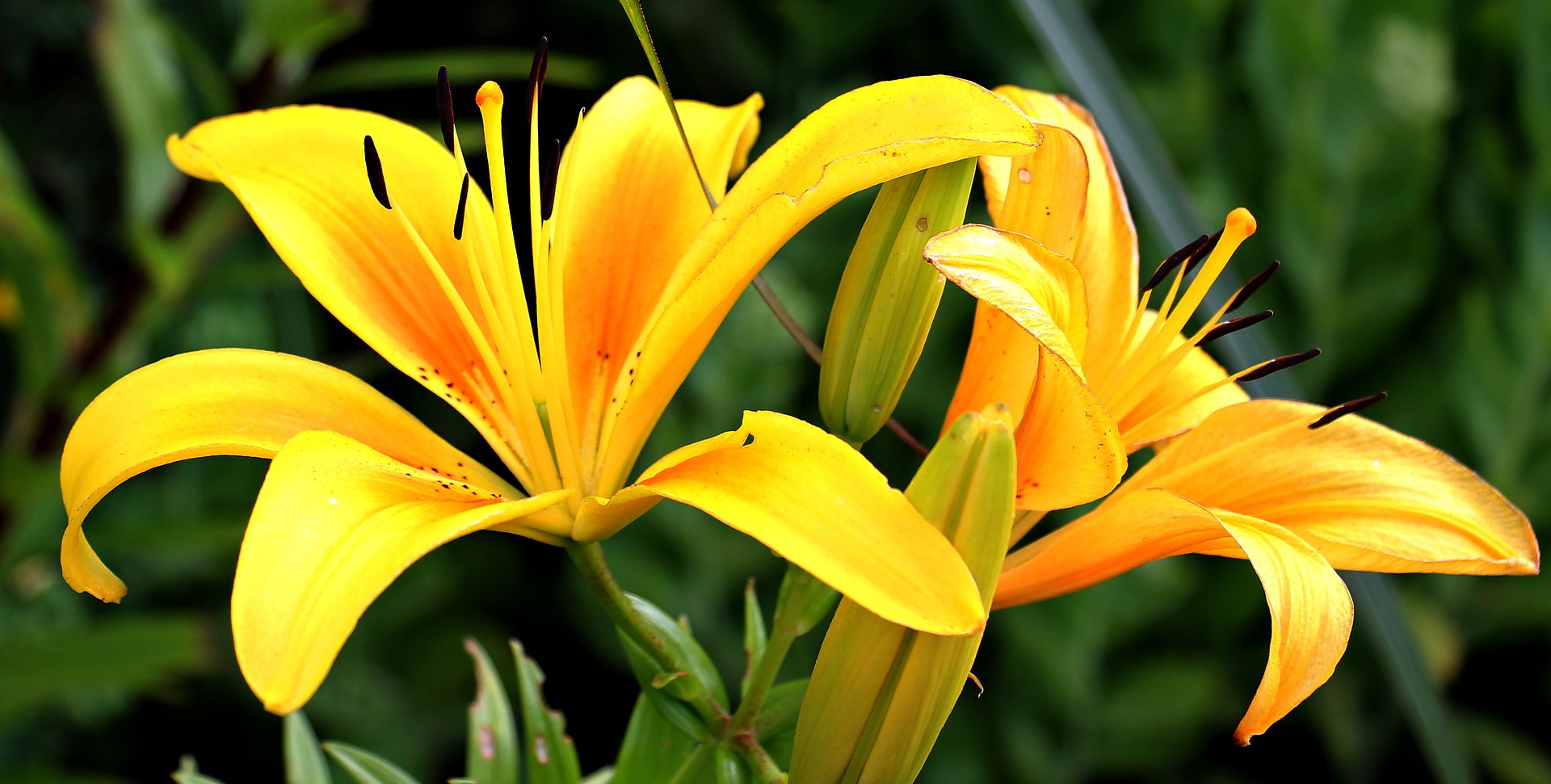 Las flores amarillas sólo se regalan en miércoles? Te explicamos la bonita  tendencia de TikTok