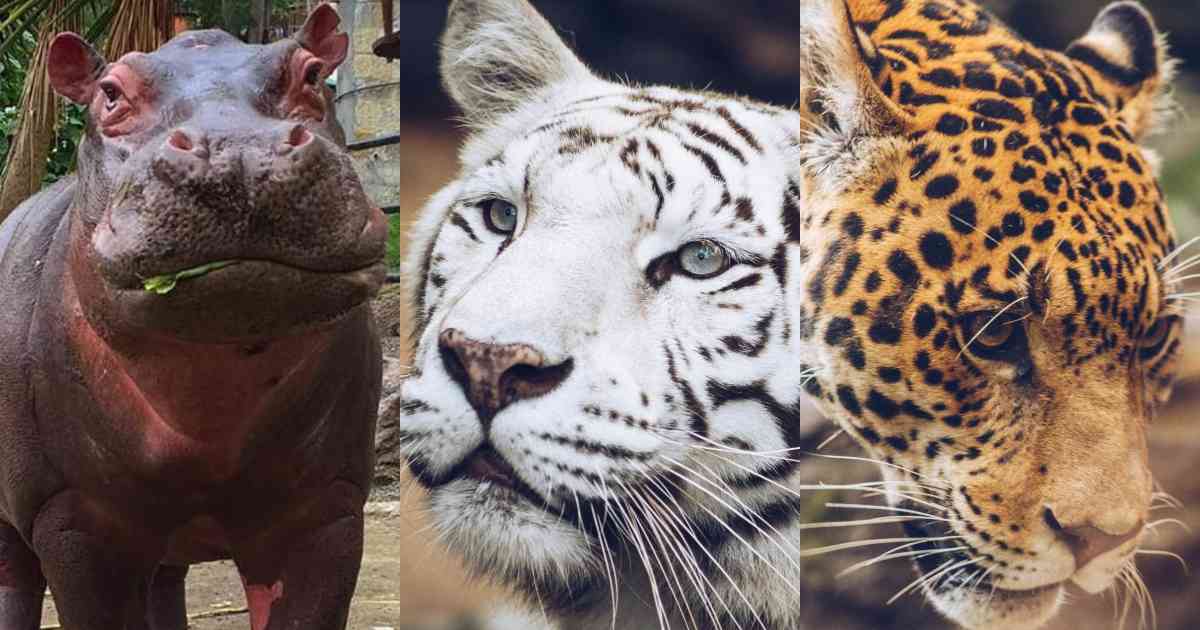 El zoológico de Santa Cruz pide aportes económicos y donaciones para brindarle alimentos a sus animales durante la cuarentena. Fotos: Z. Santa Cruz.