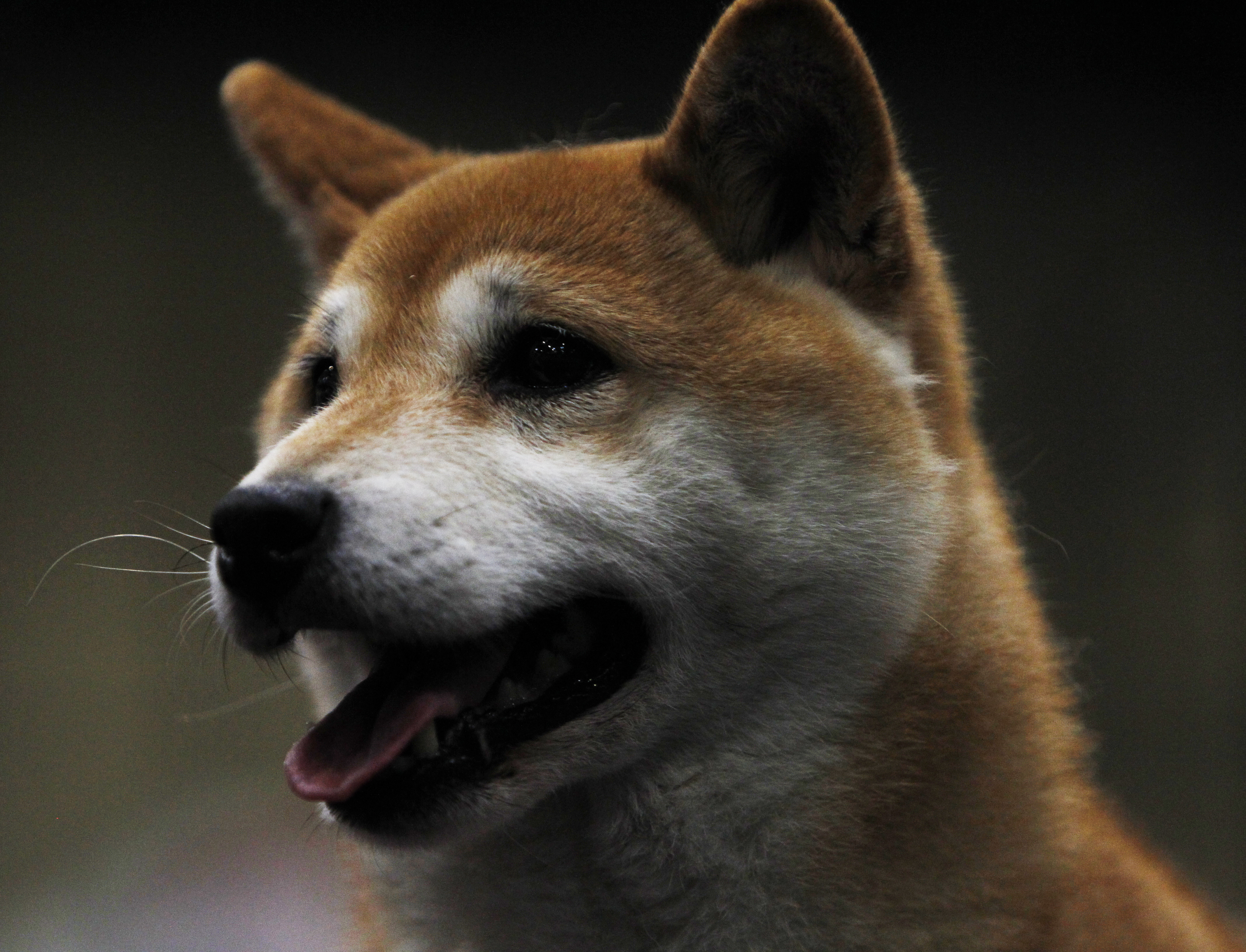 Un Shiba Inu japonés en el tercer día de la exposición canina de Cruft en el NEC Arena el 10 de marzo de 2018 en Birmingham, Inglaterra