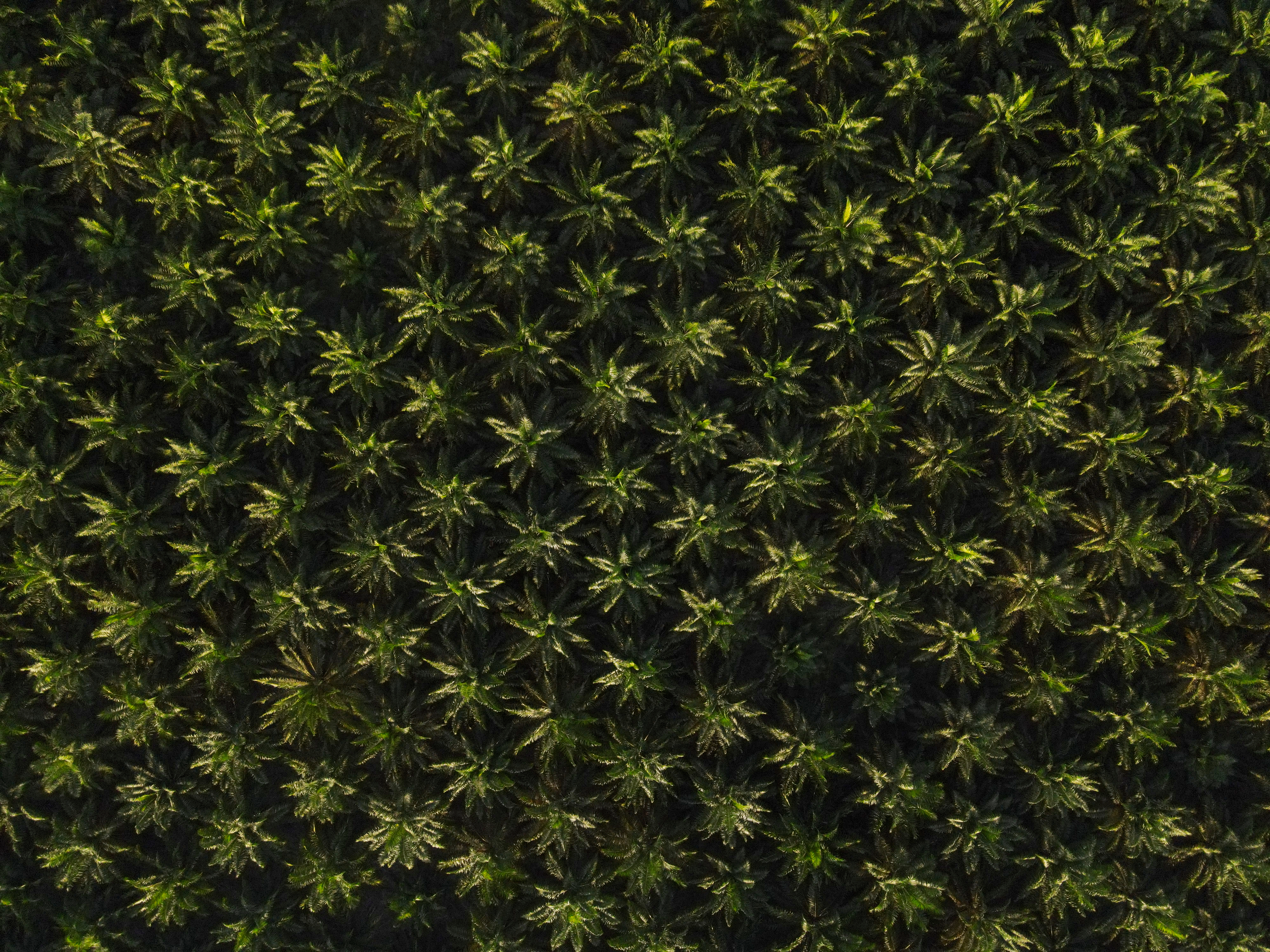 Cultivo de aceite de Palma en Norte de Santander.