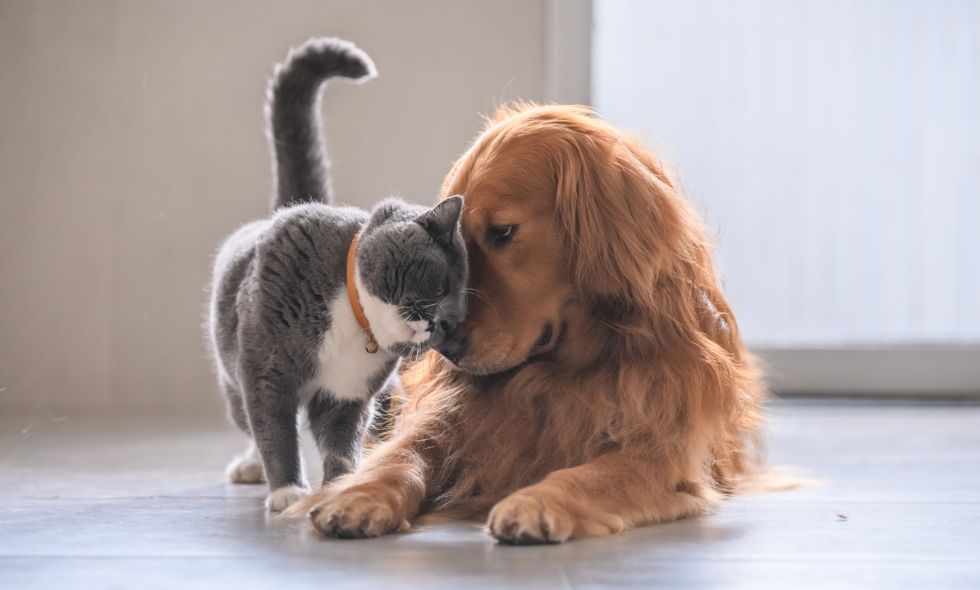 gato y perro