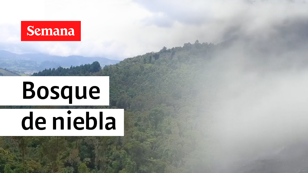 ILC BOSQUE DE NIEBLA