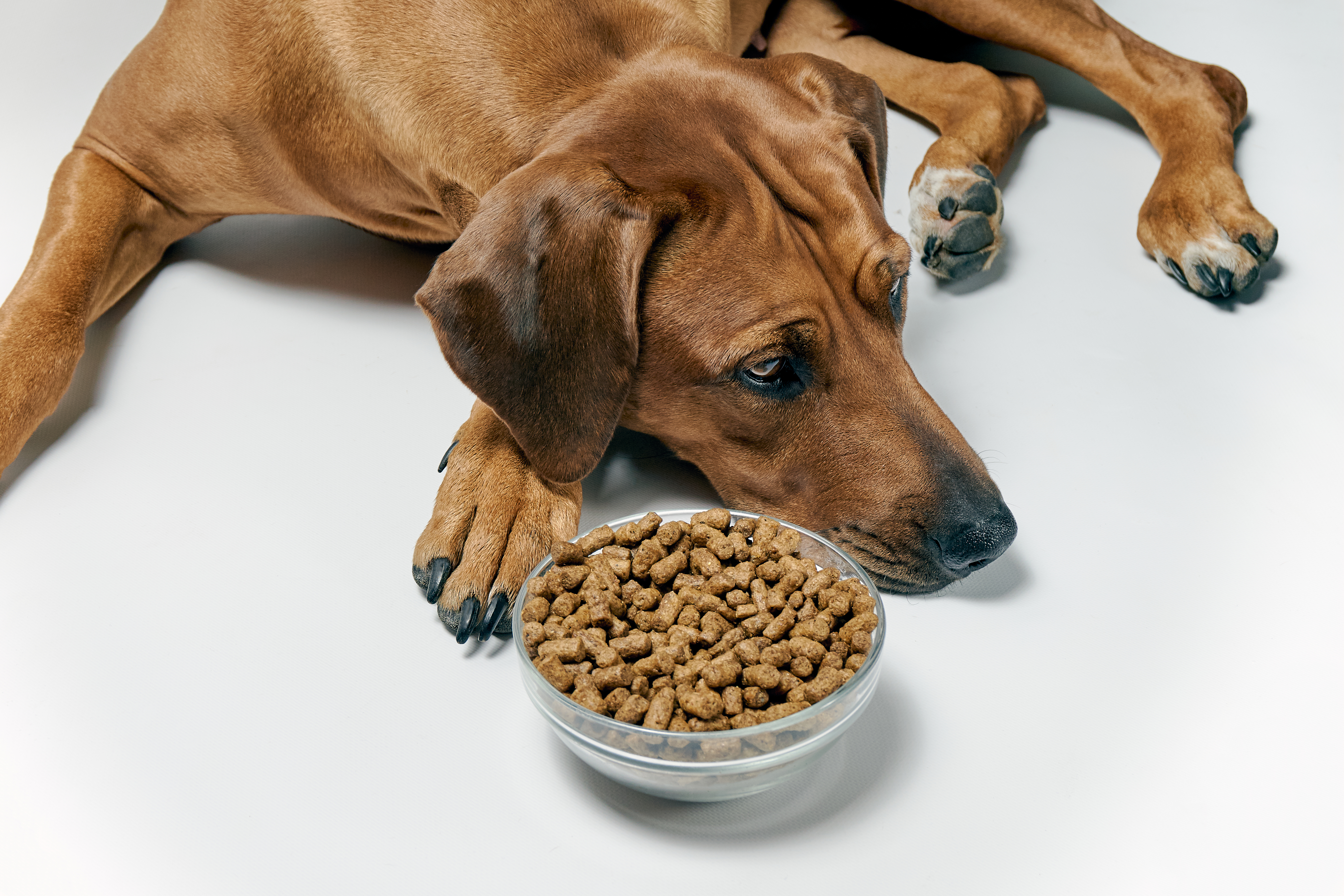 puedo alimentar a mi perro con arroz blanco cocido