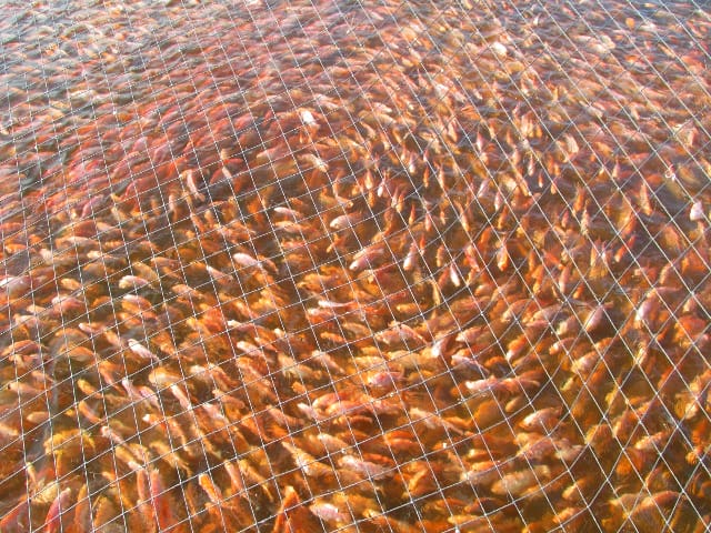 Enfermedad bacteriana aniquila a decenas de miles de peces