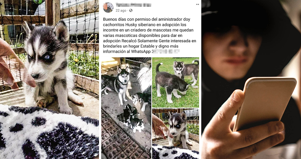  Si va a adoptar un animal, verifique que los anuncios sean reales o contacte fundaciones conocidas que trabajan por el bienestar animal en diferentes regiones del país. 