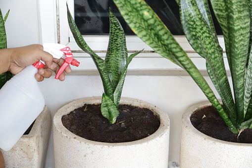 La planta ayuda a atraer buena suerte y abundancia.
