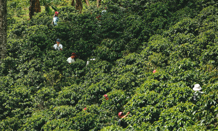 Federación Nacional de Cafeteros