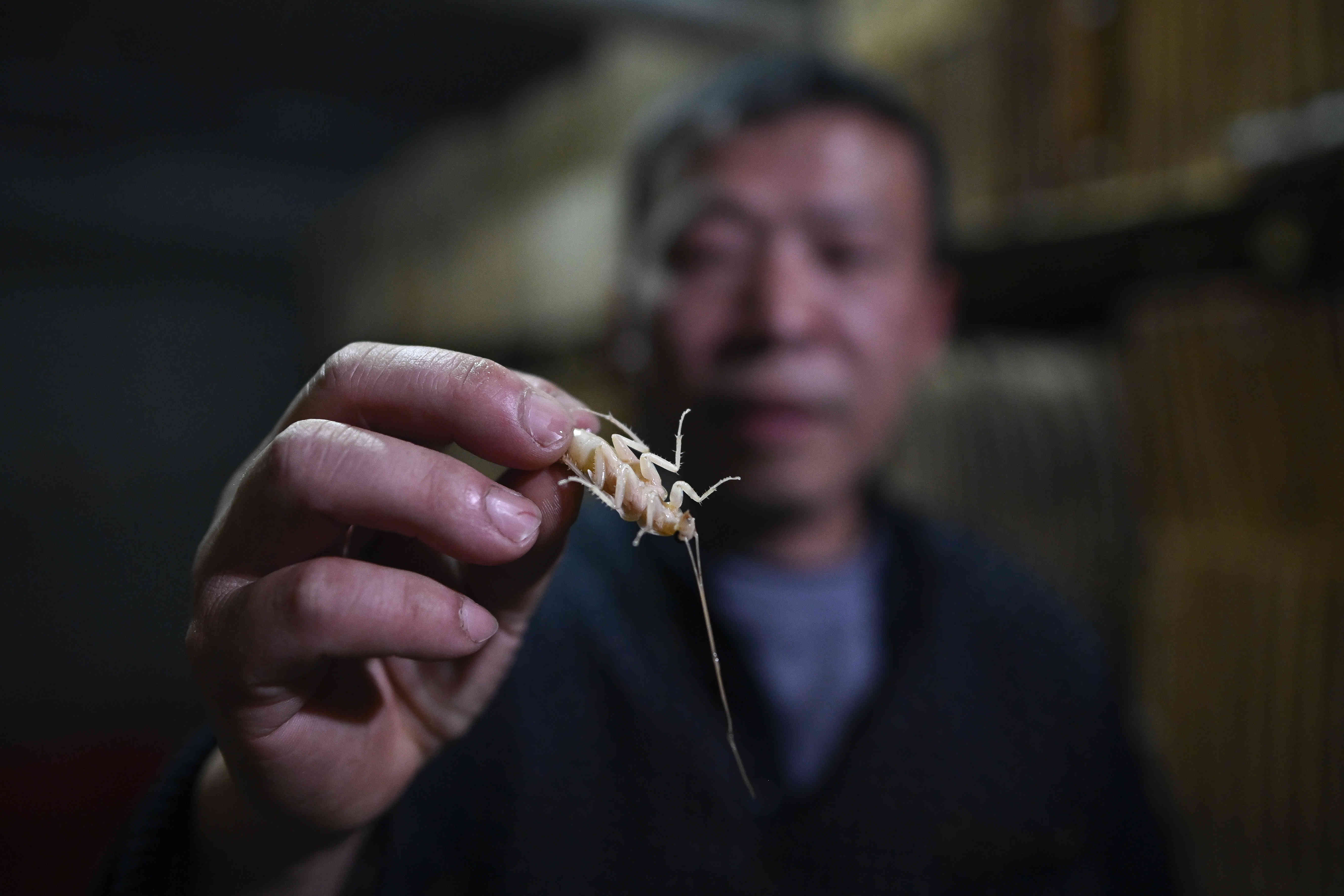 Criaderos De Cucarachas Asi Engordan Y Alimentan A Estos Bichos En China Para Preparar Deliciosos Manjares