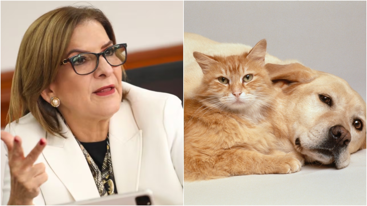 Mascotas no deben ser embargadas por deudas de sus dueños: la solicitud de la Procuraduría a la Corte Constitucional