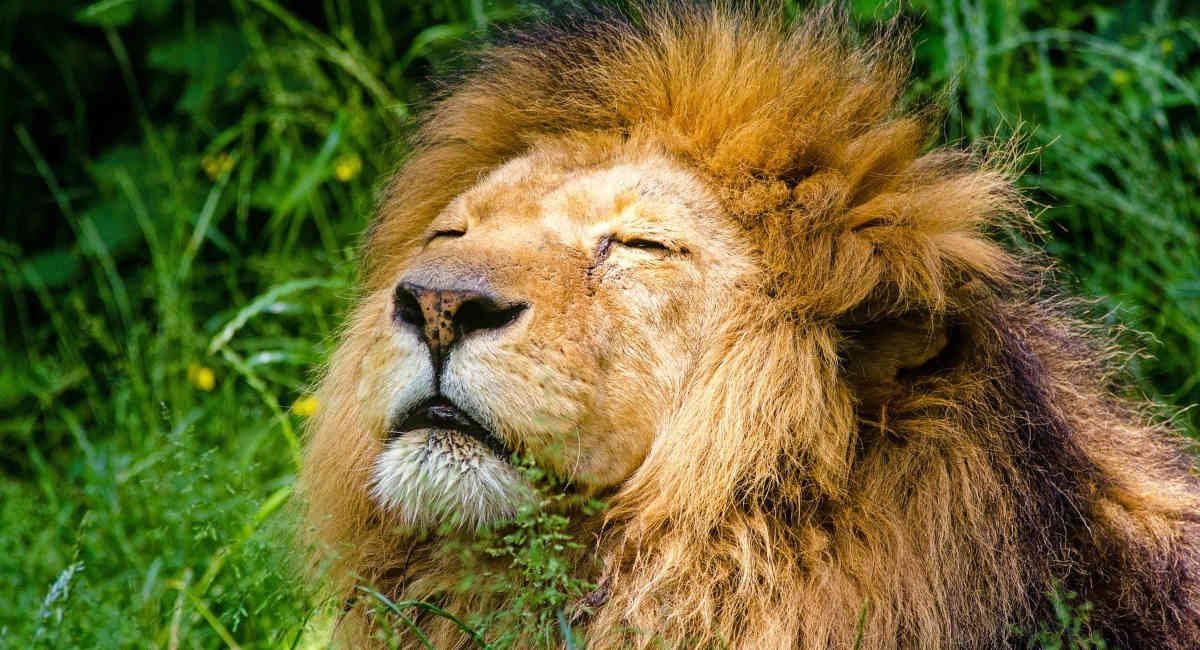 Más de  leones son criados en Sudáfrica para que turistas los asesinen