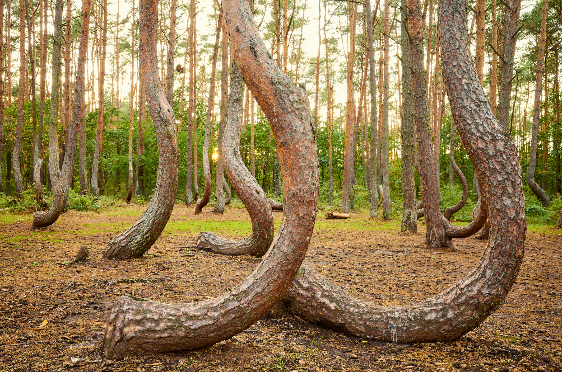 Este es uno de los bosques más raros del mundo, ¿por qué se ve así?