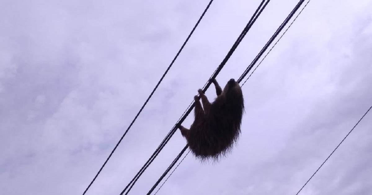 El oso estaba en el cableado que hay a orillas de la carretera que conduce de Cali hacia el mar. Foto: CVC