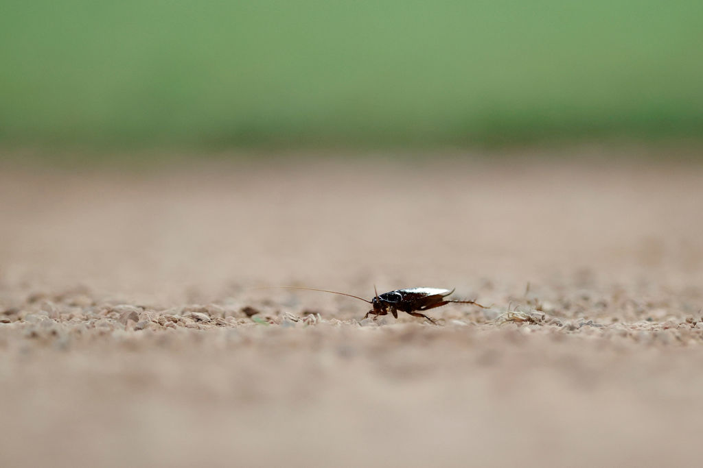 Diga adiós a las cucarachas en el hogar con estos métodos infalibles