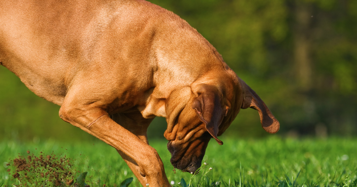 que pasa si un perro se come un escarabajo