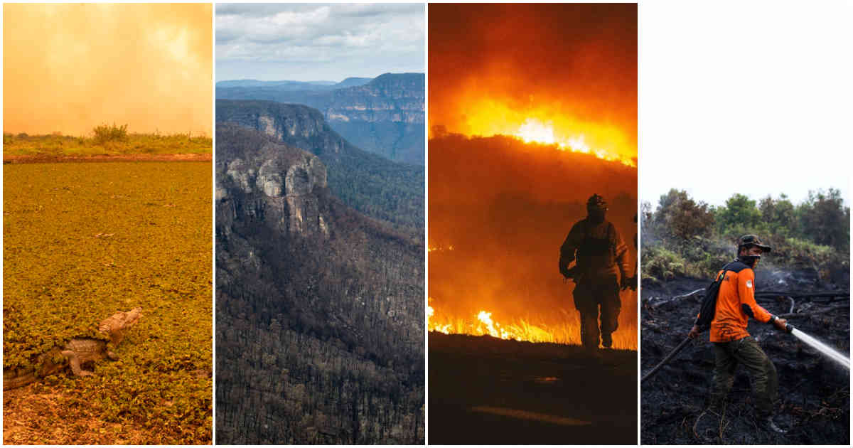 En imágenes, los incendios forestales en el mundo | Noticias hoy