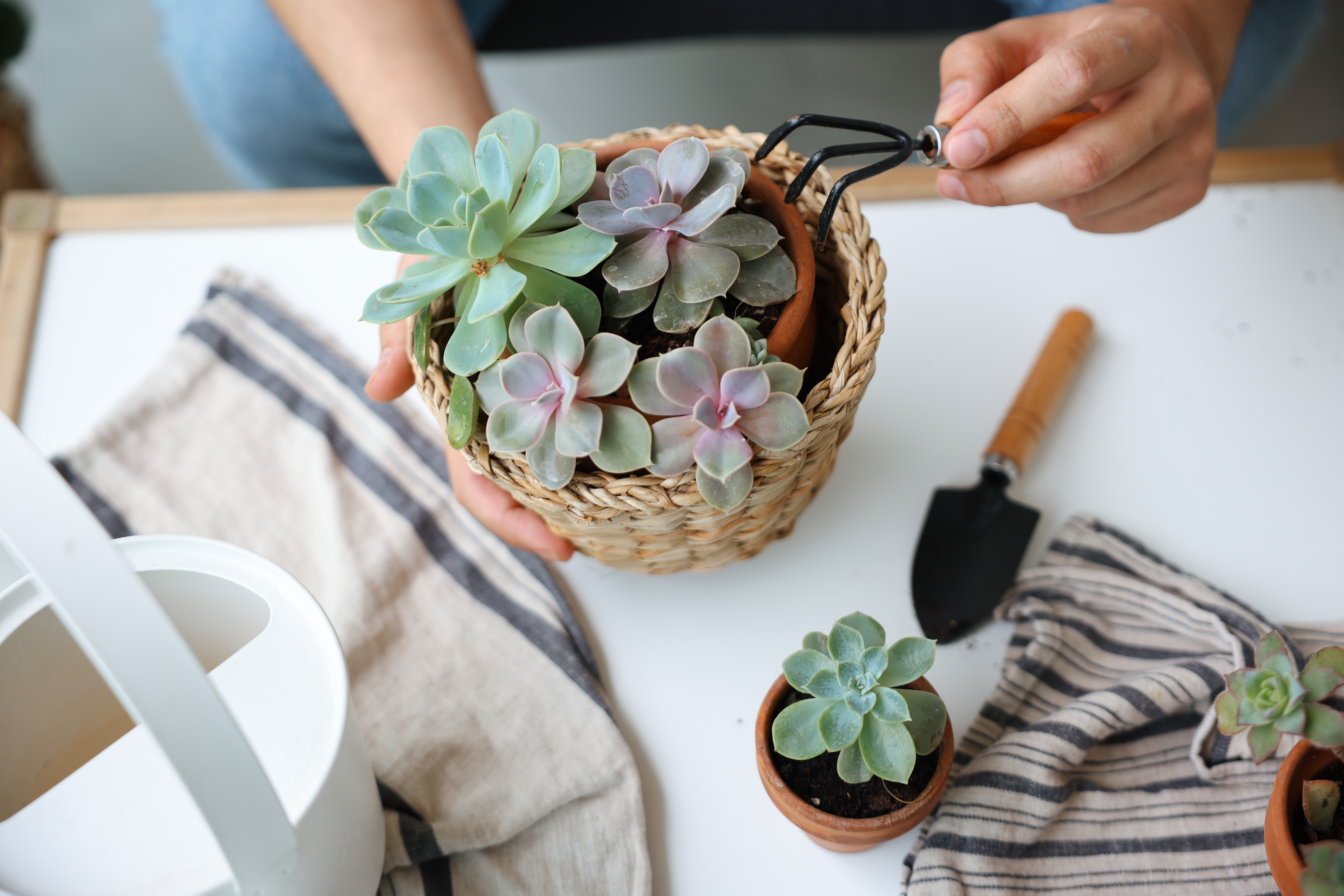 Esta especie de planta no requiere cuidados demandantes,