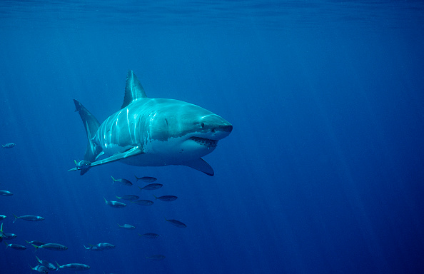 El gran tiburón blanco, una de las especies más letales en el océano.