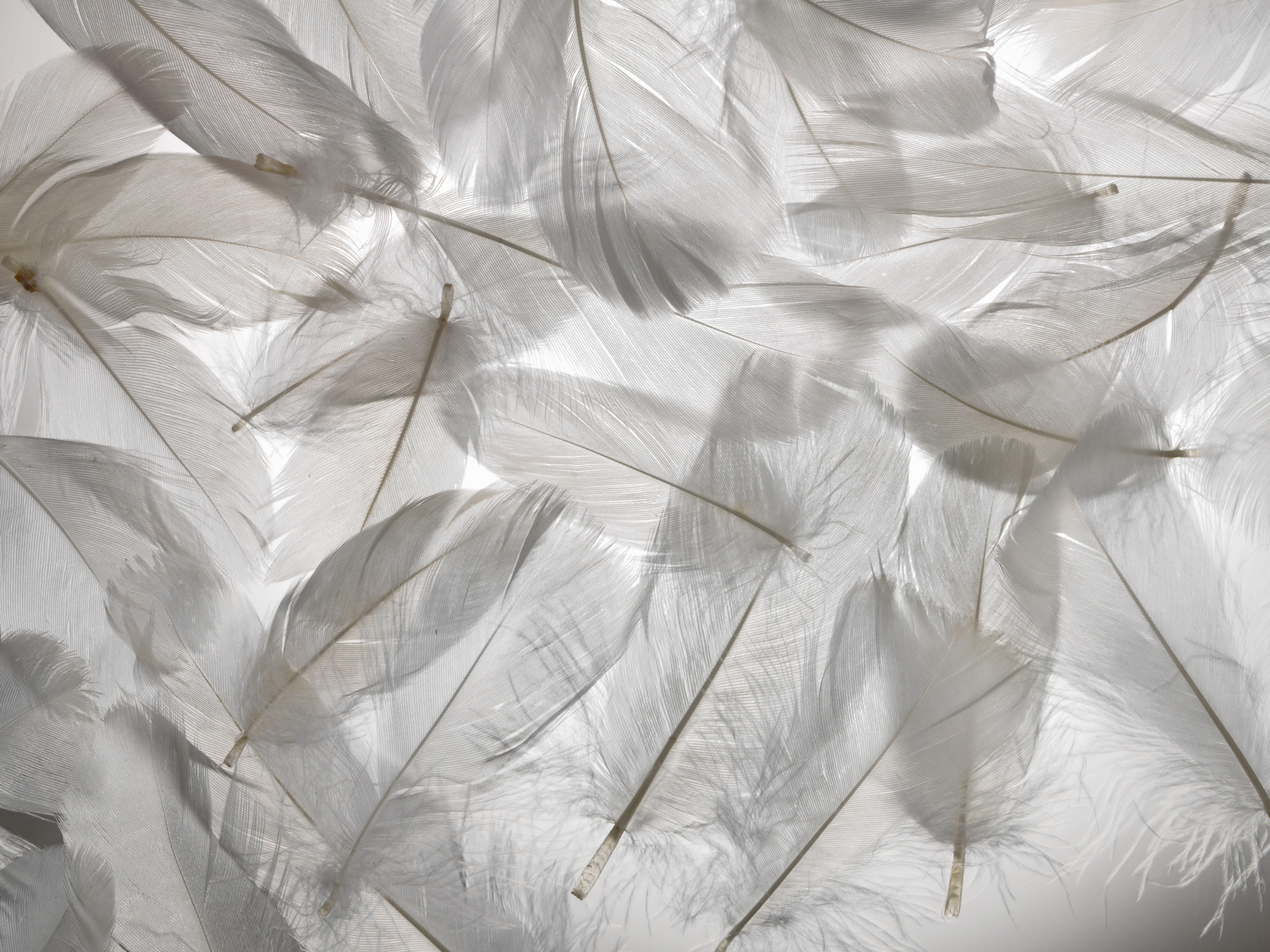 Qué significa encontrar una pluma blanca de ave en tu casa?