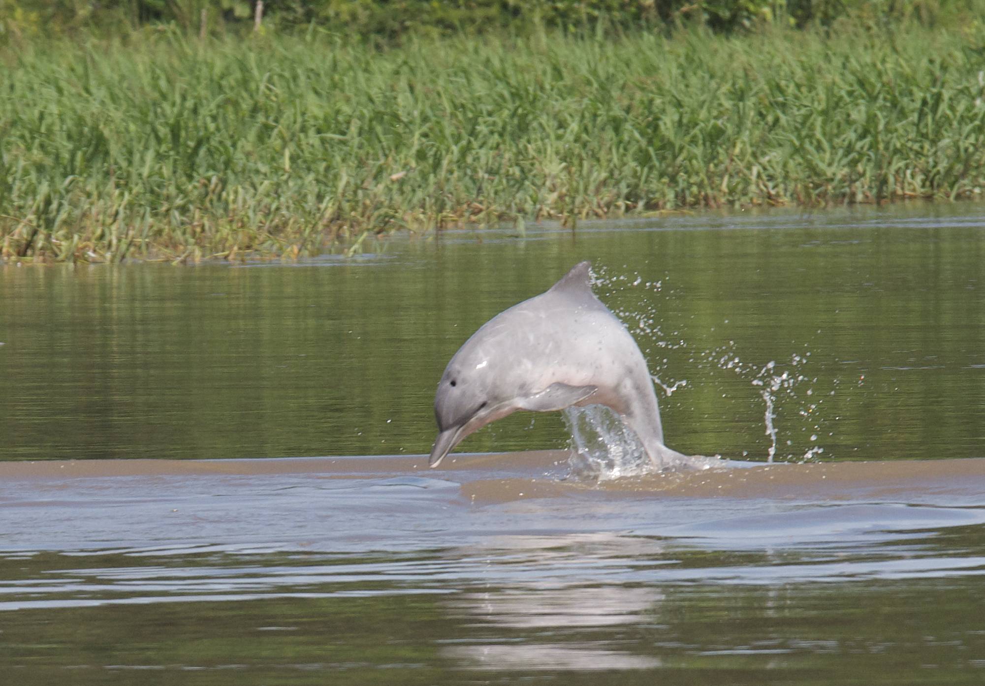 Delfín rosado, uno de los animales dispuestos para la observación en el turismo de naturaleza de la amazonía colombiana.