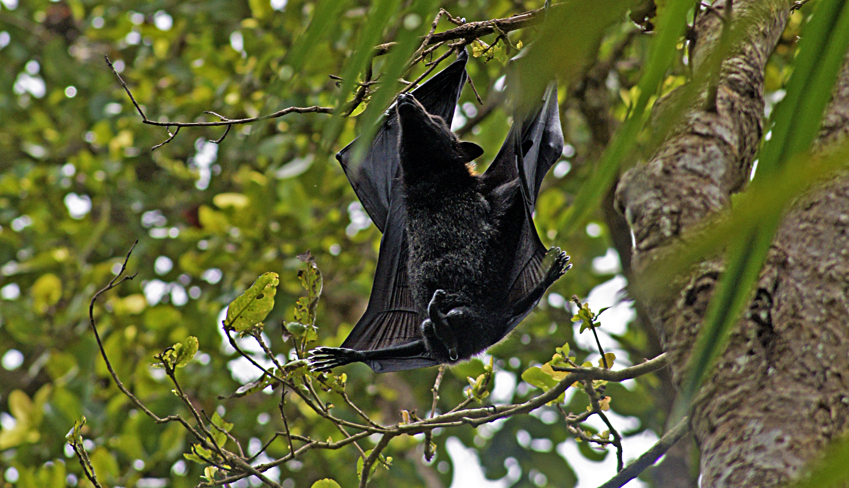 Murciélago de Wahlberg