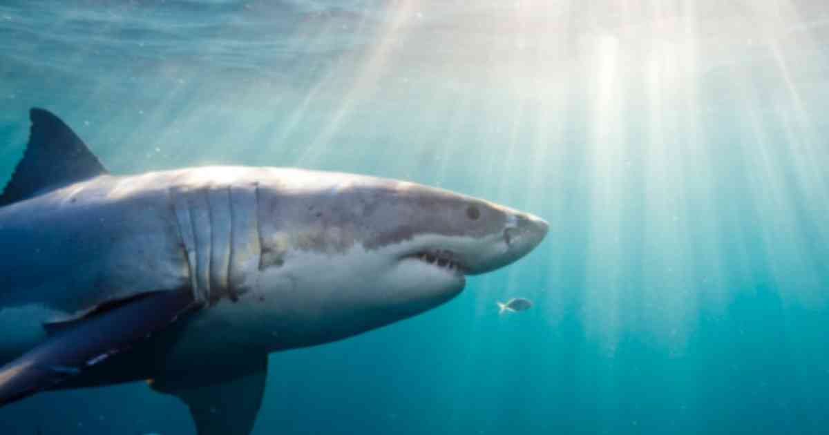 Incautan 3.493 aletas de tiburón que iban a ser enviadas a Hong Kong desde  Bogotá