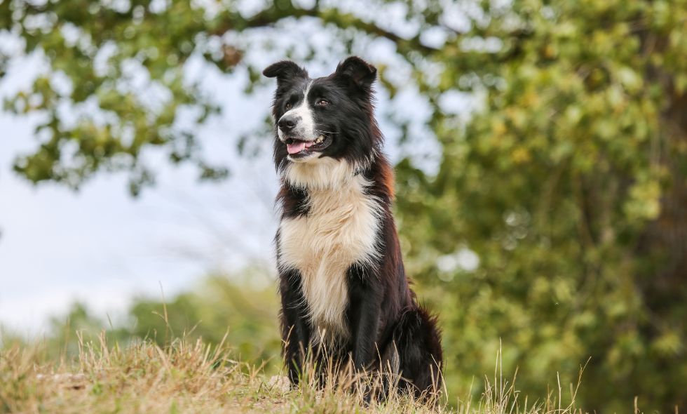 Border Collie