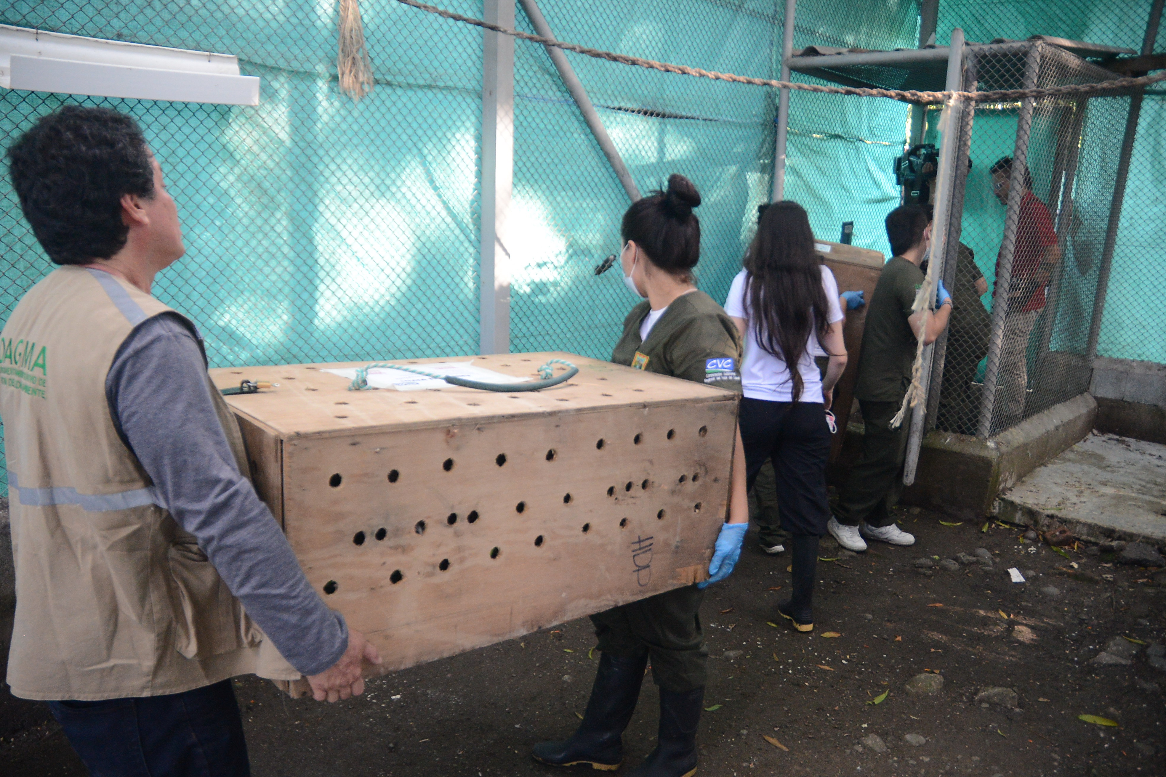 Cali: Se llevó a cabo el traslado de 105 animales de tres especies distintas desde el Hogar de paso de Cali hasta Cartagena, lugar de hábitat de ellos. Foto José L Guzmán. El País