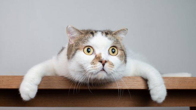 A los gatos siempre parece haberlos acompañado la mala fama.