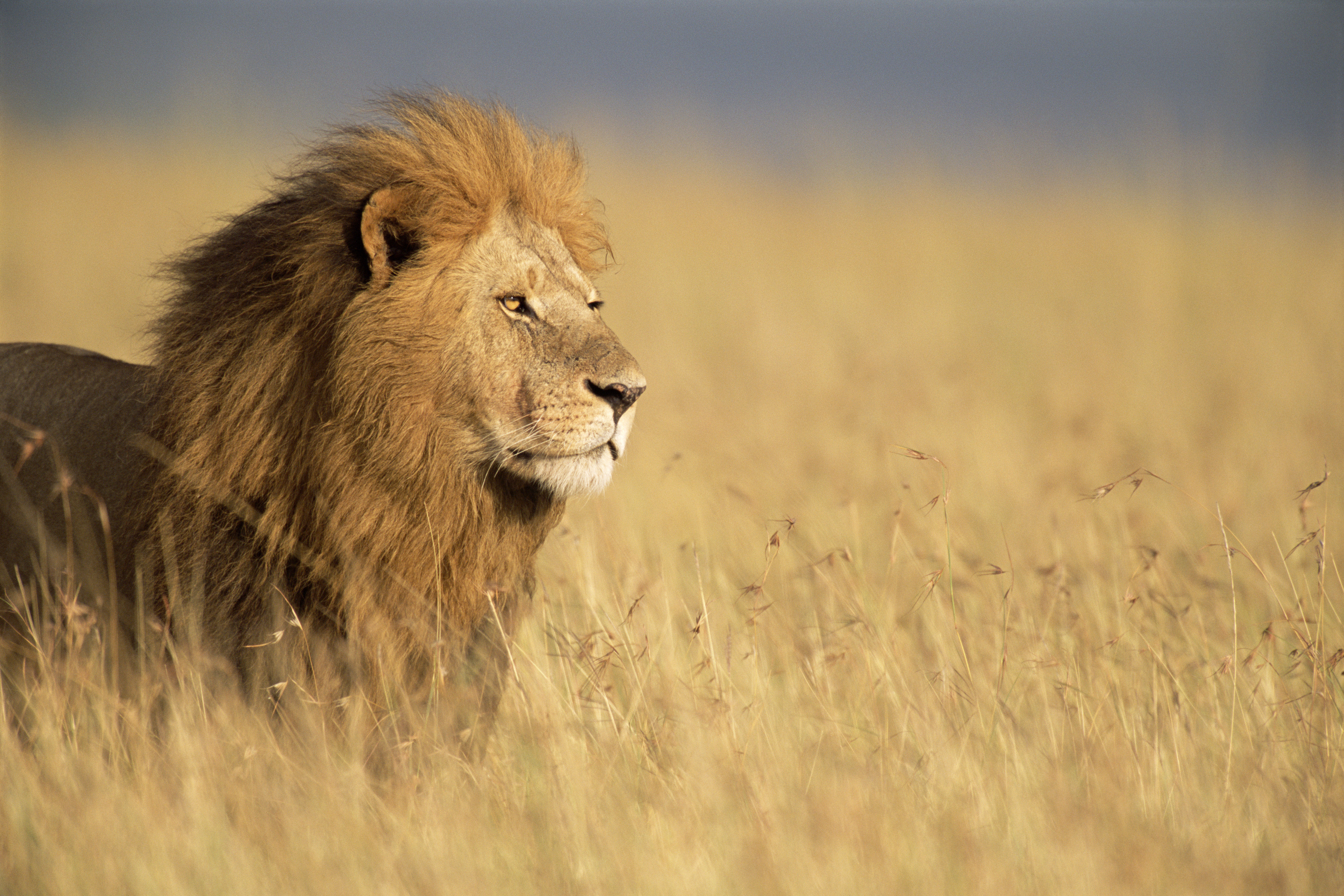 Ocho leones en la India dan positivo para coronavirus