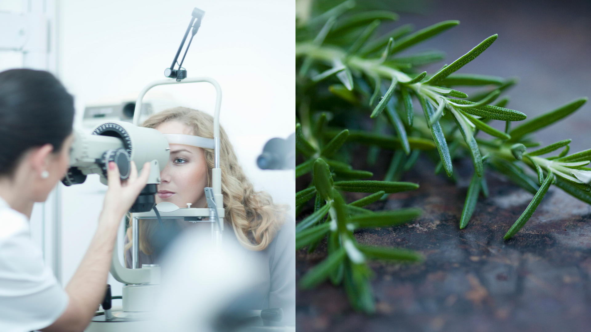 Al romero se le han conferido múltiples beneficios para la salud.