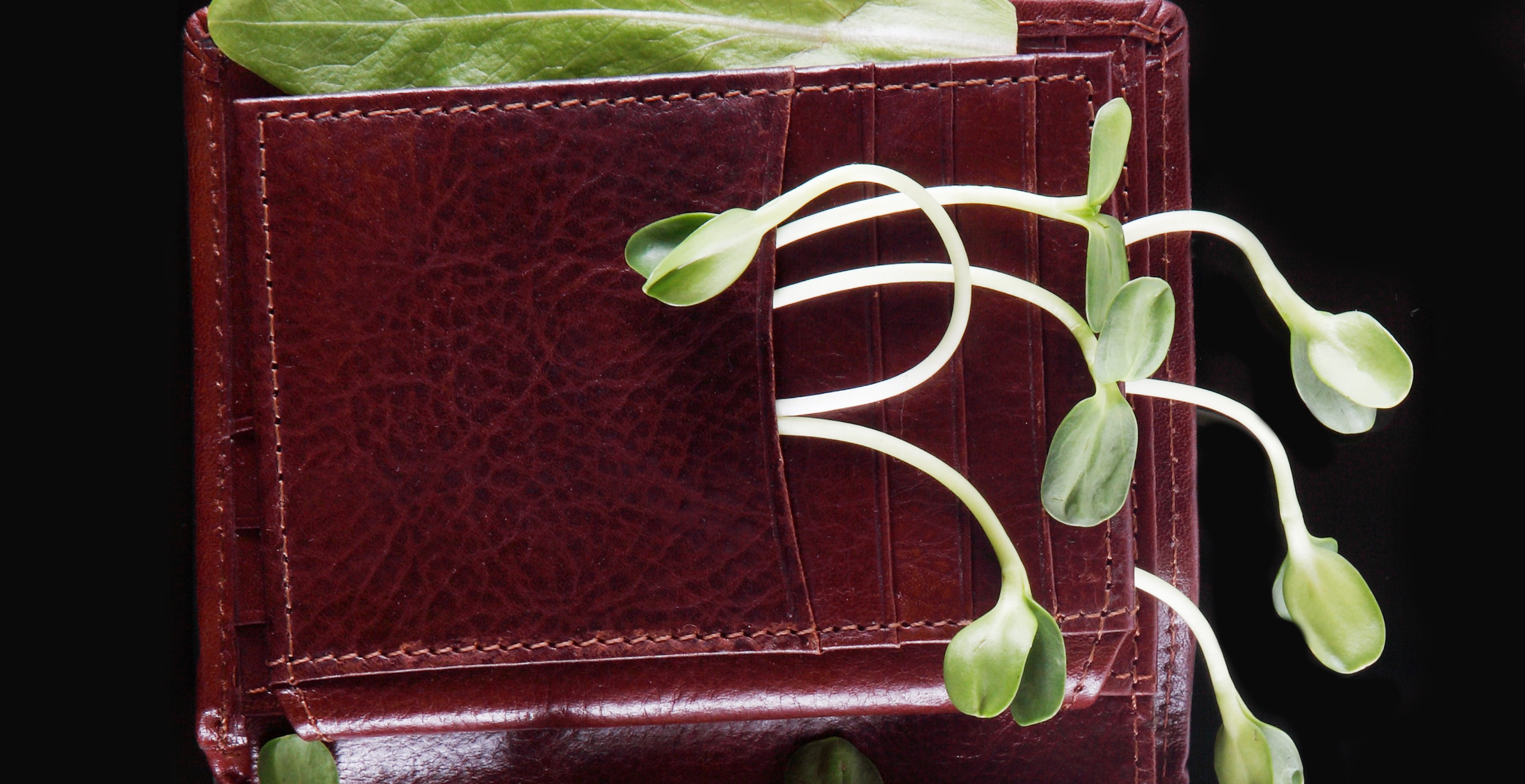 Plantas dentro de una billetera. Imagen de referencia.