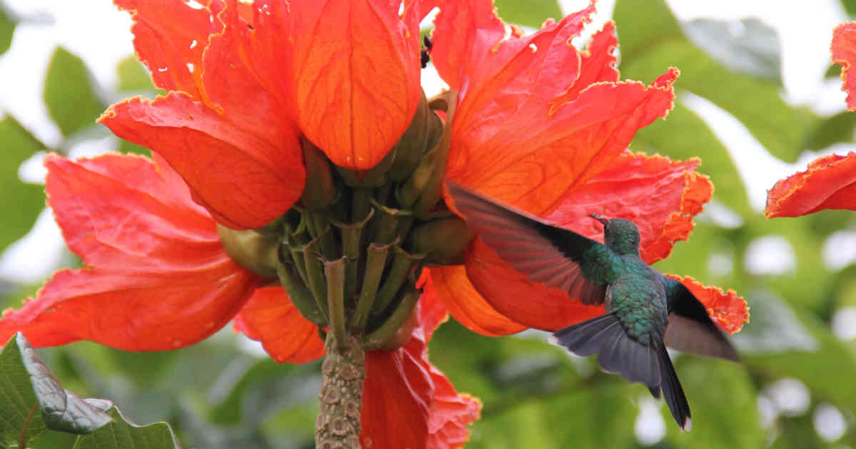 Colombia ganó el concurso mundial de avistamiento de aves October Big Day