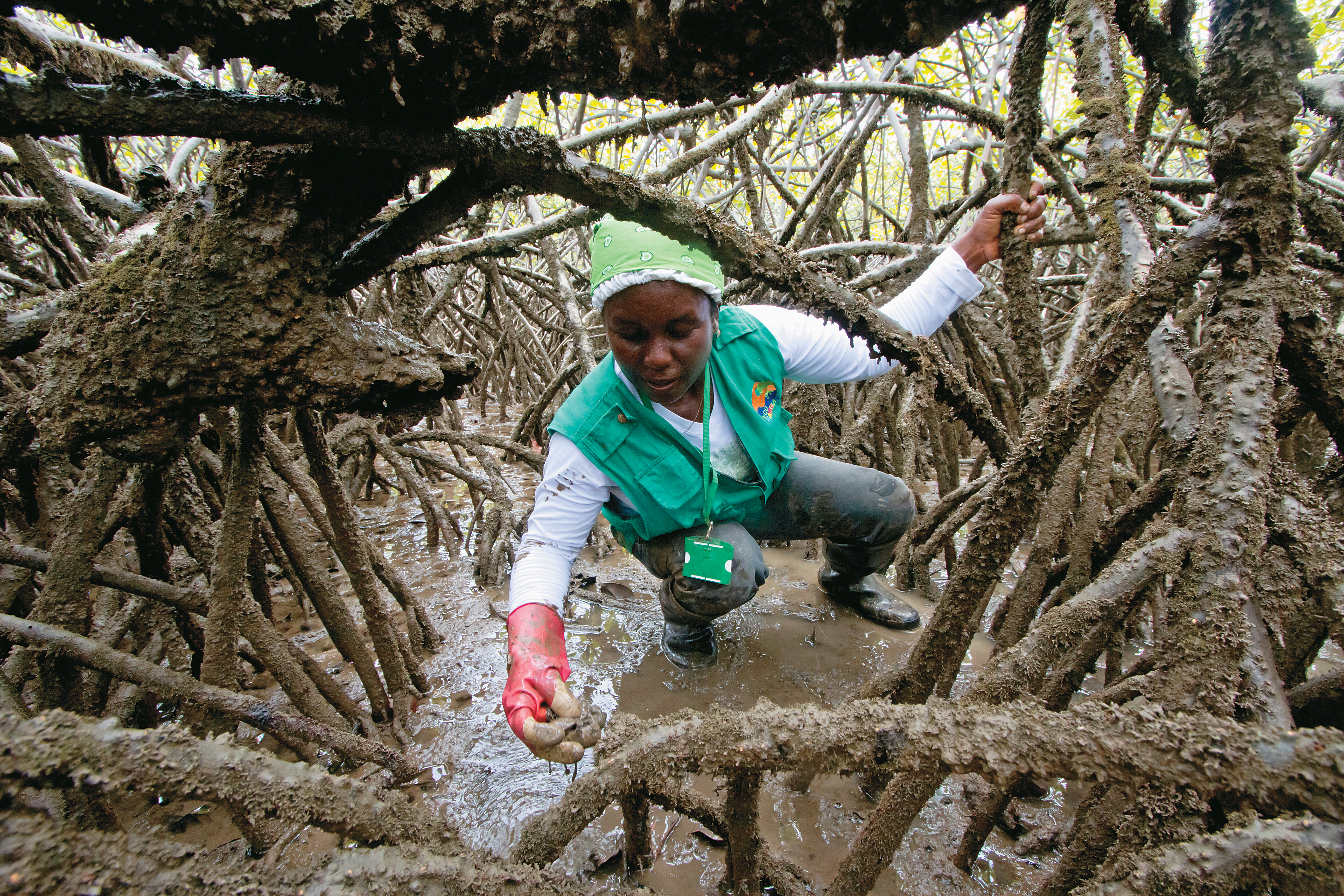 La recolección de piangüa es una de las actividades tradicionales del Pacífico colombiano. Mujeres de Guapi se han dedicado por más de 20 años a este oficio.