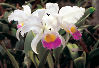 La orquídea ('cattleya trianae')