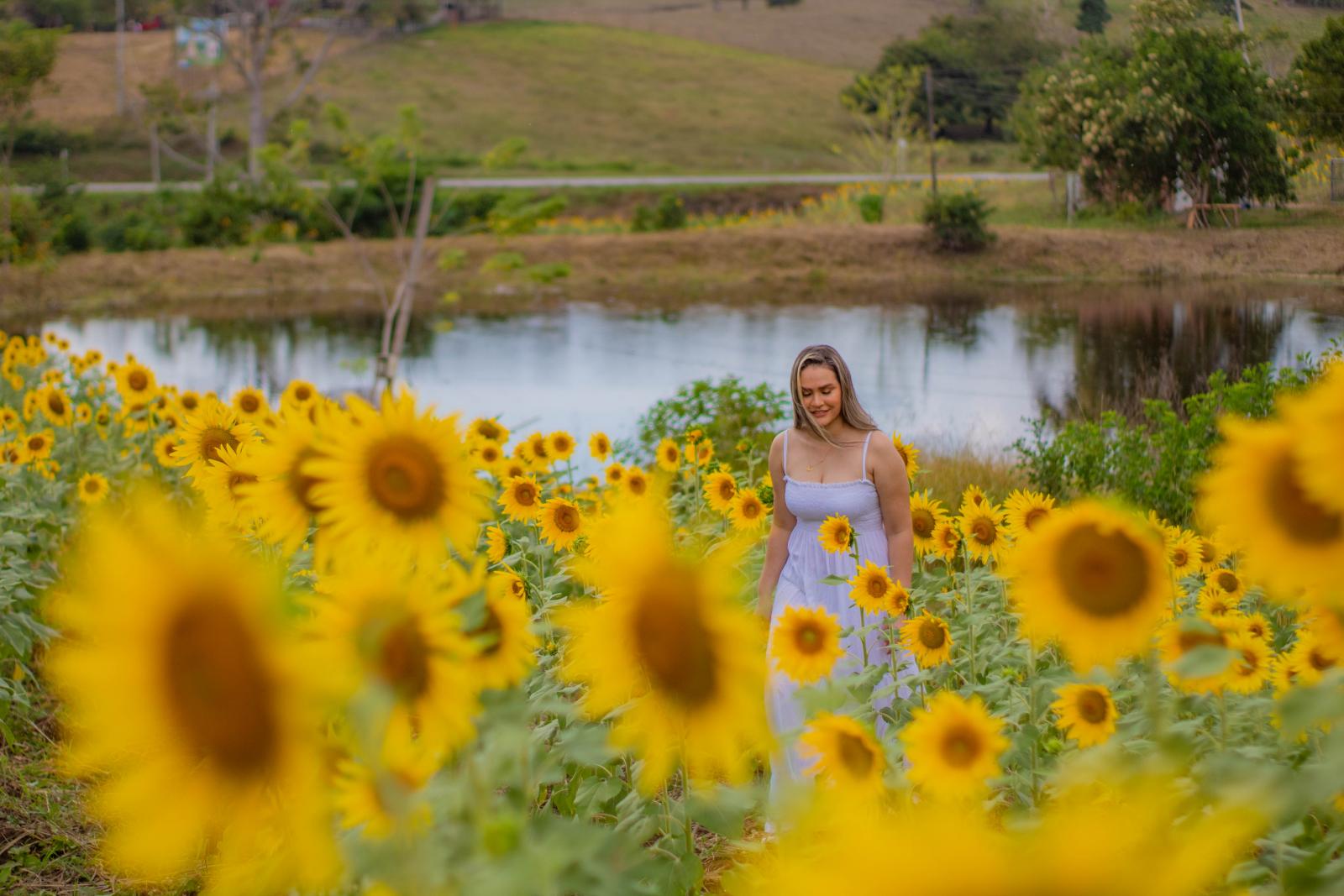 Campo de girasoles: el nuevo espectáculo turístico en Montes de María