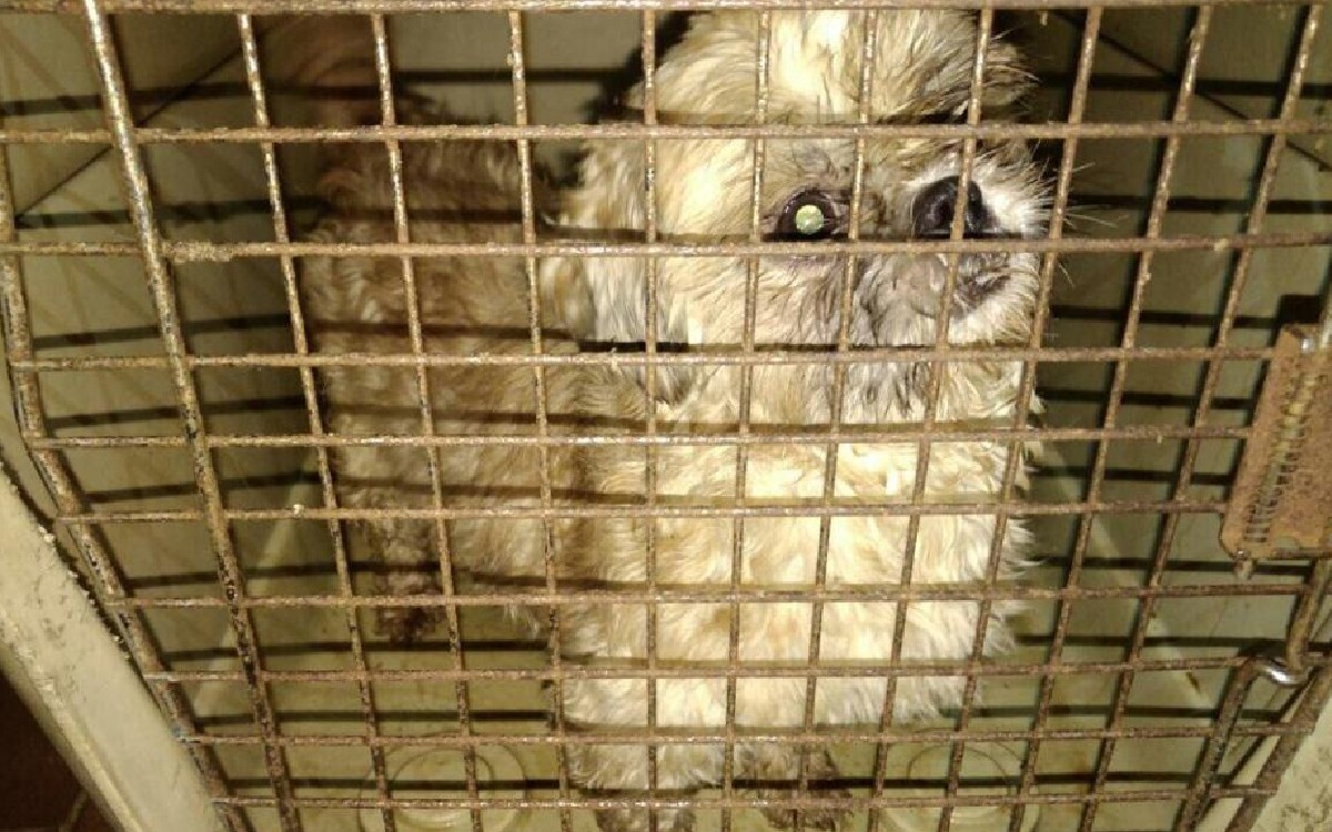 Hombre mantenía en precarias condiciones a 44 perros en un criadero ilegal en el sur de Bogotá.