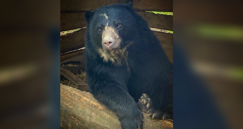 Este es el oso de anteojos llamado Tamá que se escapó de la reserva natural Bioparque Wakatá de la Fundación Parque Jaime Duque, ubicado en el municipio de Tocancipá.