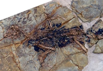 Fósil de dinosaurio con plumas cambia la historia de las aves