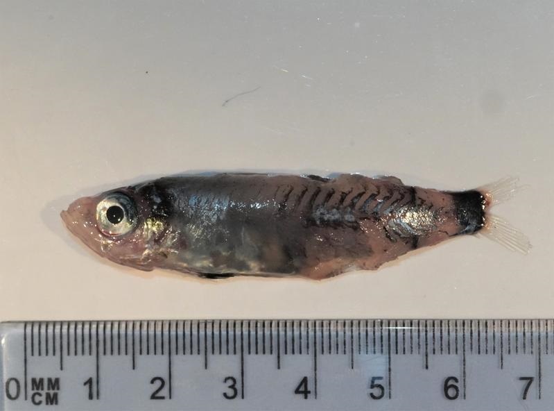 Microichthys grandis
BRAM COUPERUS
17/4/2023