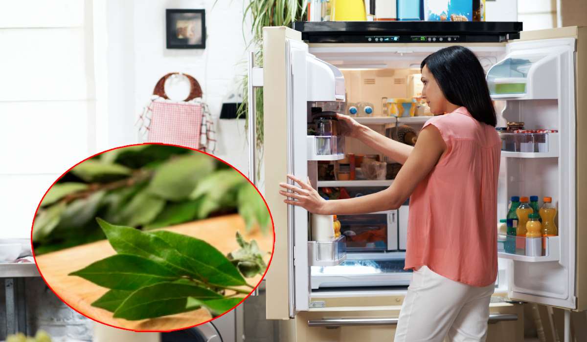 Poner ramas de laurel en la nevera ofrece varios beneficios