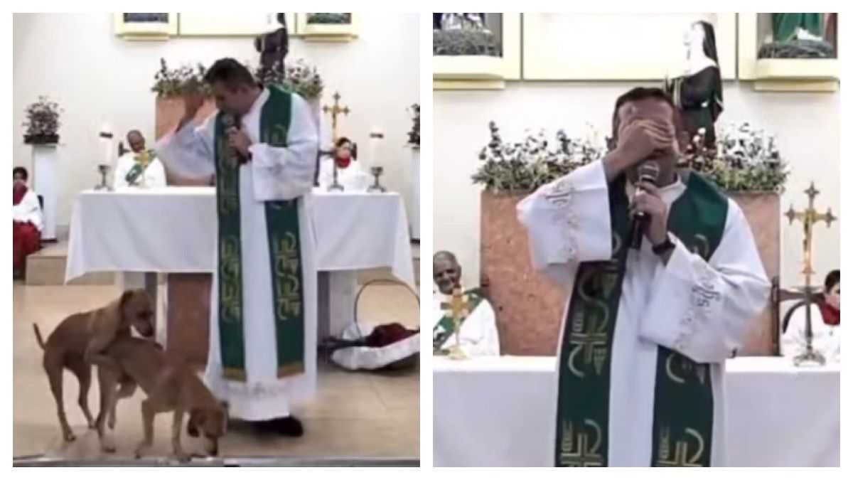 Sacerdote reacciona a dos perros 'cariñosos' que aparecieron en plena misa:  “Hijos míos, no pueden hacer eso aquí”