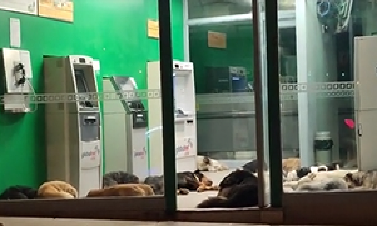 Perros callejeros de Lima encuentran hogar de paso en un cajero automático.
