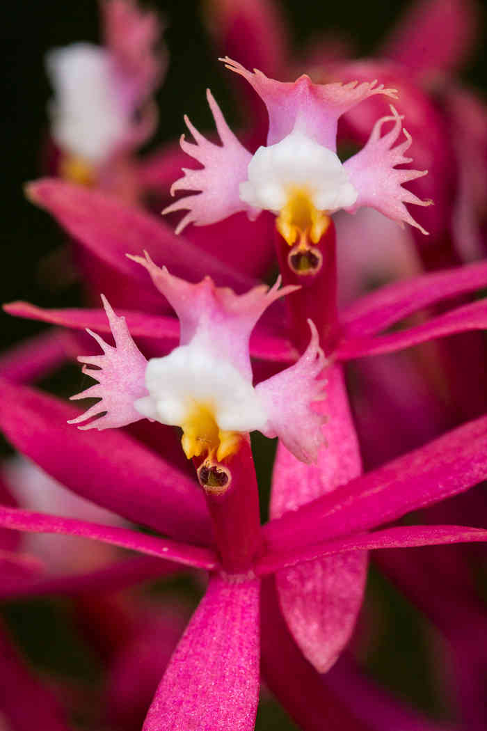 Orquídeas de Colombia: las diez más bellas del país