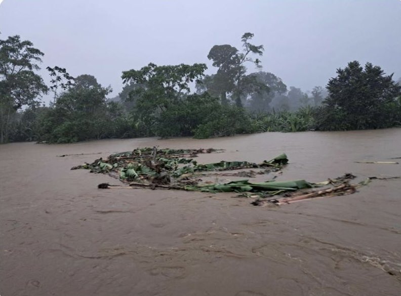 Varias hectáreas dedicadas al cultivo han sido afectadas por las fuertes lluvias en Chocó.